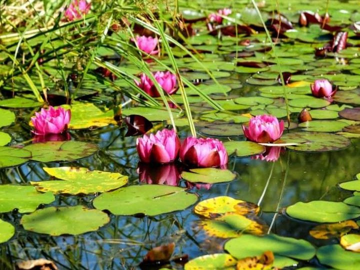 guia completa de plantas acuaticas nombres e imagenes de especies