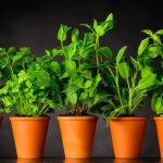 guia completa de plantas aromaticas interior poca luz cultiva en casa