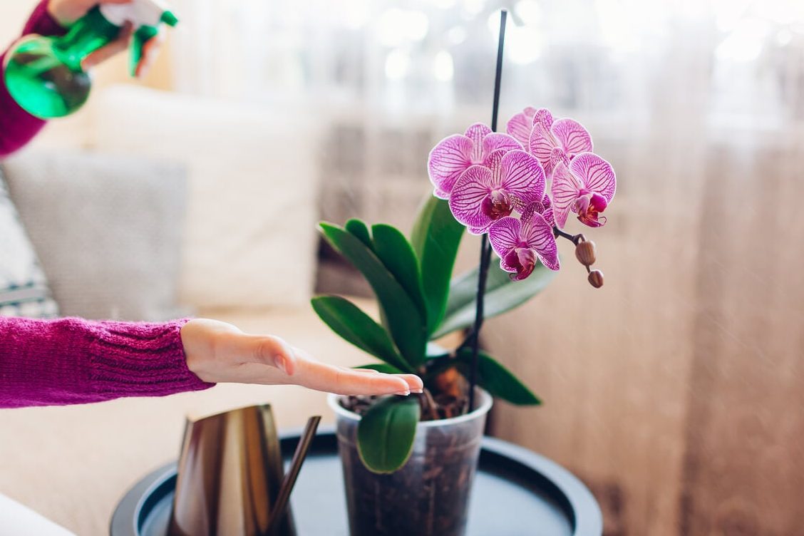 guia completa para el cuidado de la orquidea phalaenopsis 50 60 consejos sobre orquideas phalaenopsis cuidados