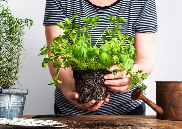 guia completa para el cultivo de perejil en maceta cuidados y riego