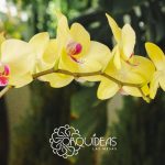 guia completa para lapoda de orquideasphalaenopsis poday mas