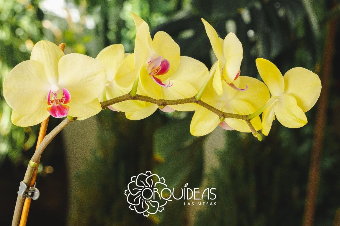 guia completa para lapoda de orquideasphalaenopsis poday mas