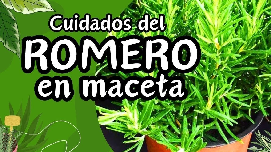 guia completa para los cuidados del romero en maceta