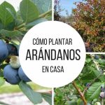 guia completa para plantar arandanos y cultivar arandanos en casa