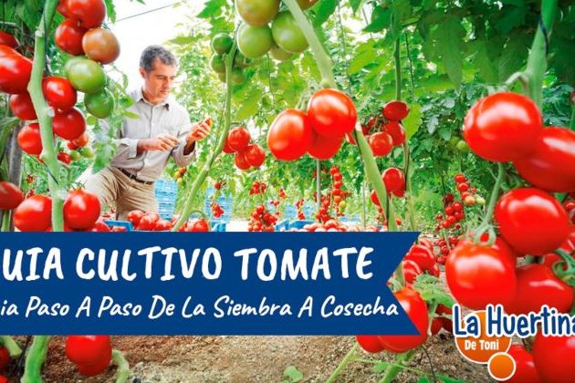 guia completa para plantar tomates en invernadero todo lo que necesitas saber