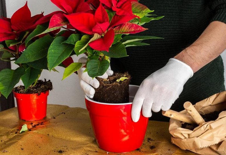 guia completa para trasplantar flor de pascua con exito