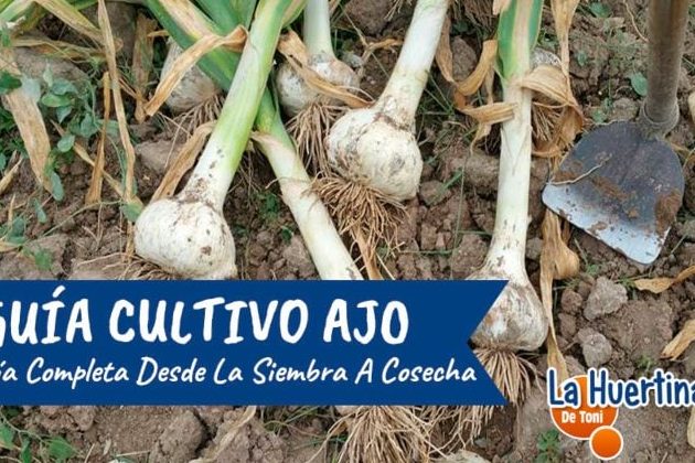 guia completa sobre ajetes planta plantar ajos tiernos en casa