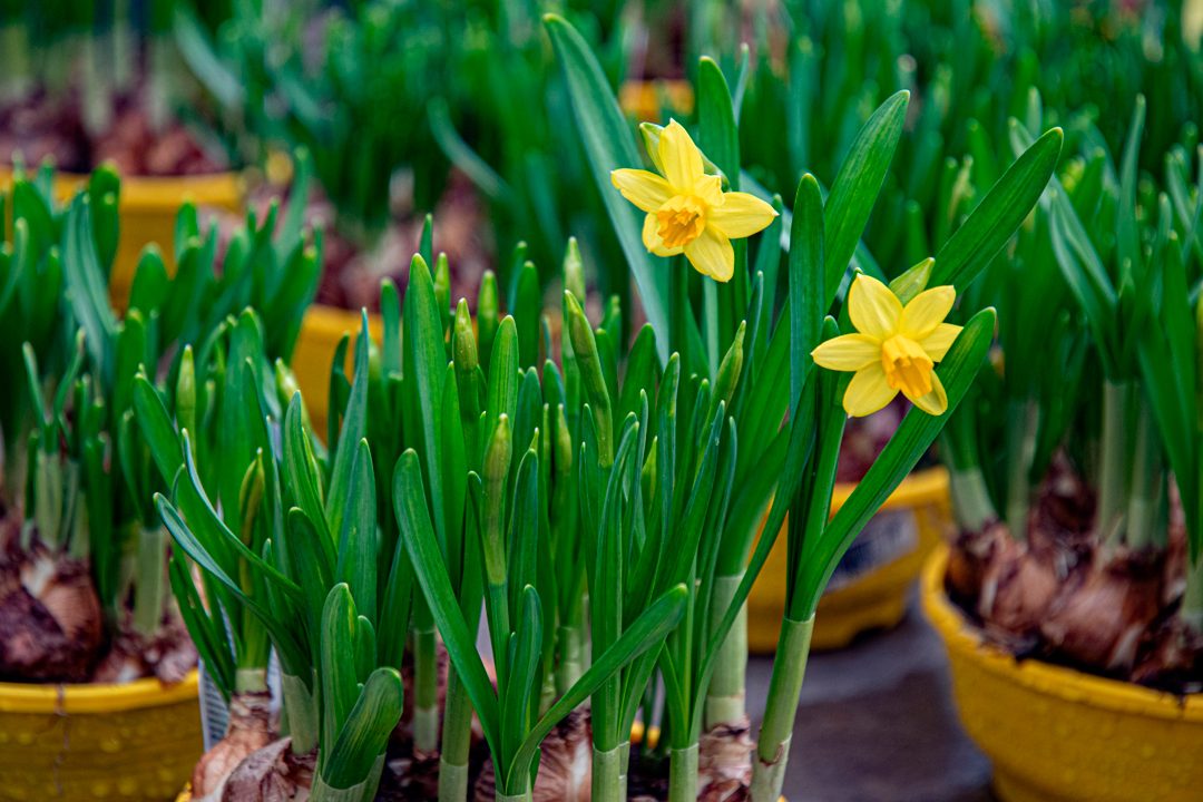 guia completa sobre bulbos de flores de primavera y sus cuidados