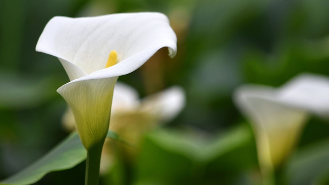 guia completa sobre cala cuidados exterior calas moradas cuidados y mas