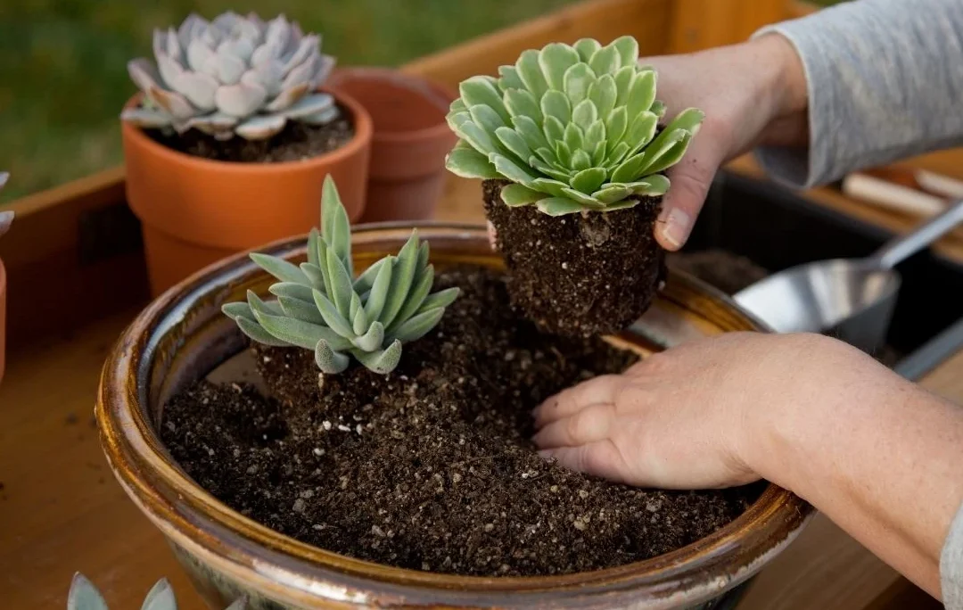 guia completa sobre como cultivar suculentas consejos de siembra y cuidado