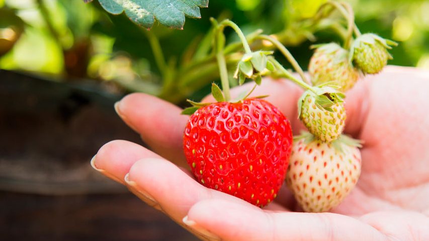 guia completa sobre como plantar fresas en maceta tips y cuidados