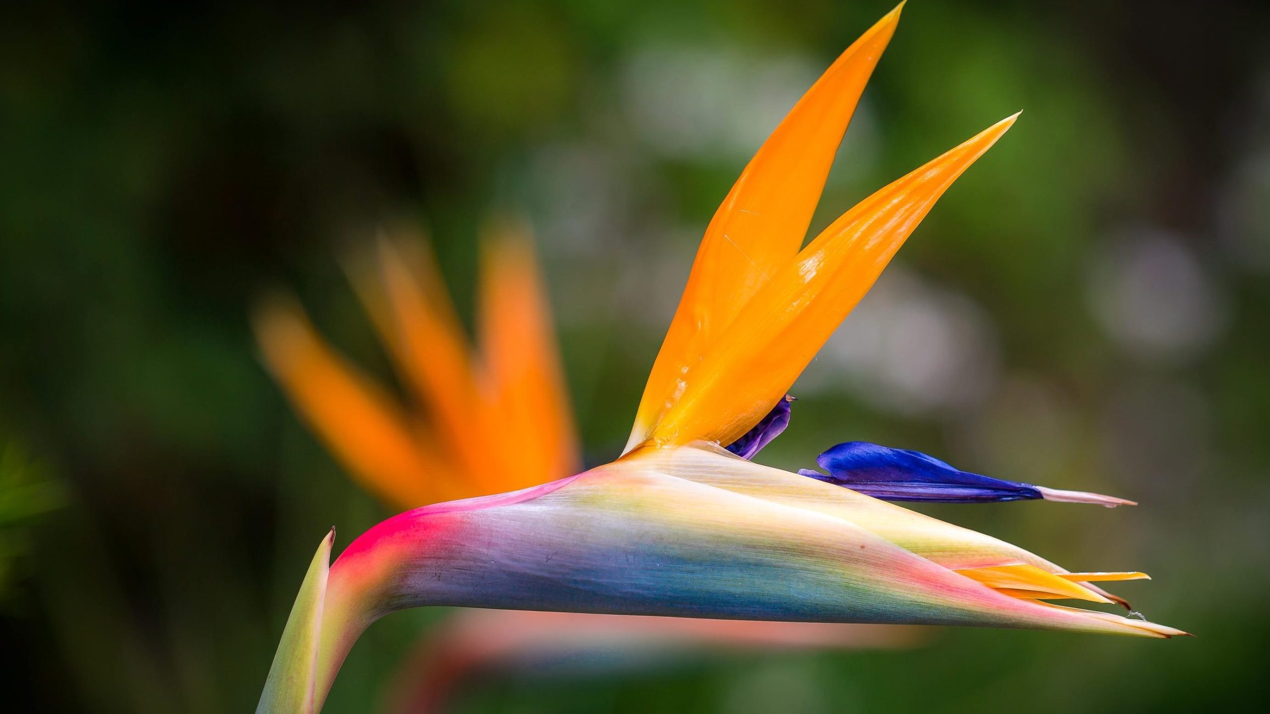 guia completa sobre como sembrar ave del paraiso y trasplantarla scaled