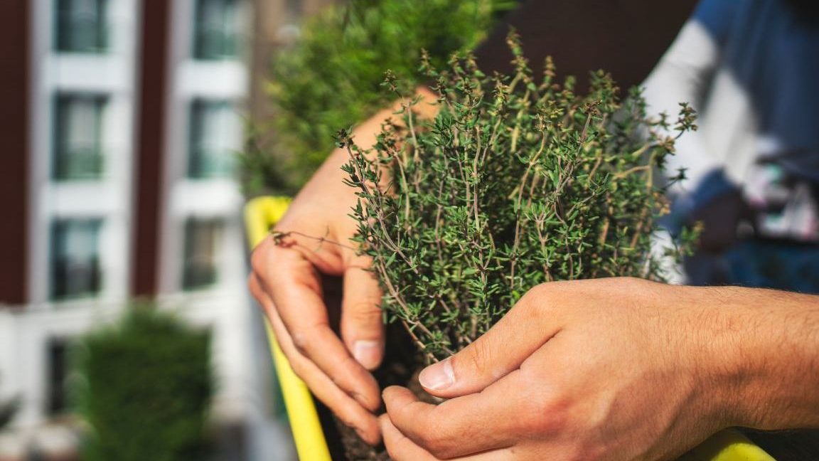 guia completa sobre cuando trasplantar tomillo y como sembrar tomillo