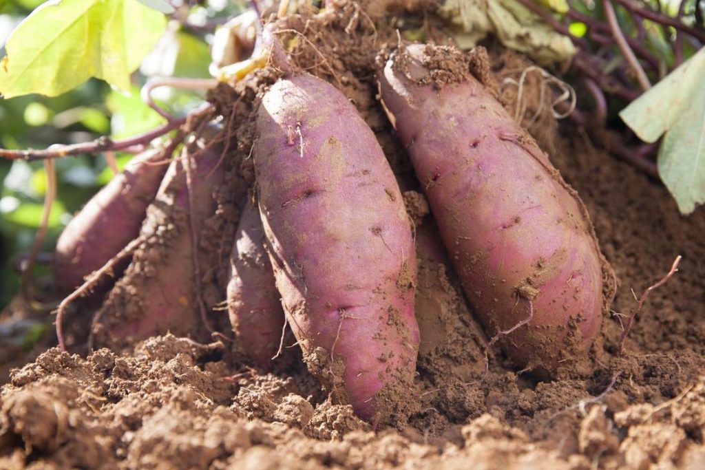 guia completa sobre el cultivo de boniato cuando y como sembrar
