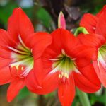 guia completa sobre el cultivo y cuidado del tisento amaryllis
