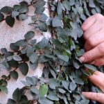 guia completa sobre el ficus pumila en maceta cuidados reproduccion y mas