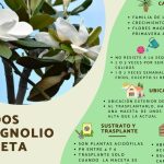 guia completa sobre el magnolia en maceta cuidados y consejos