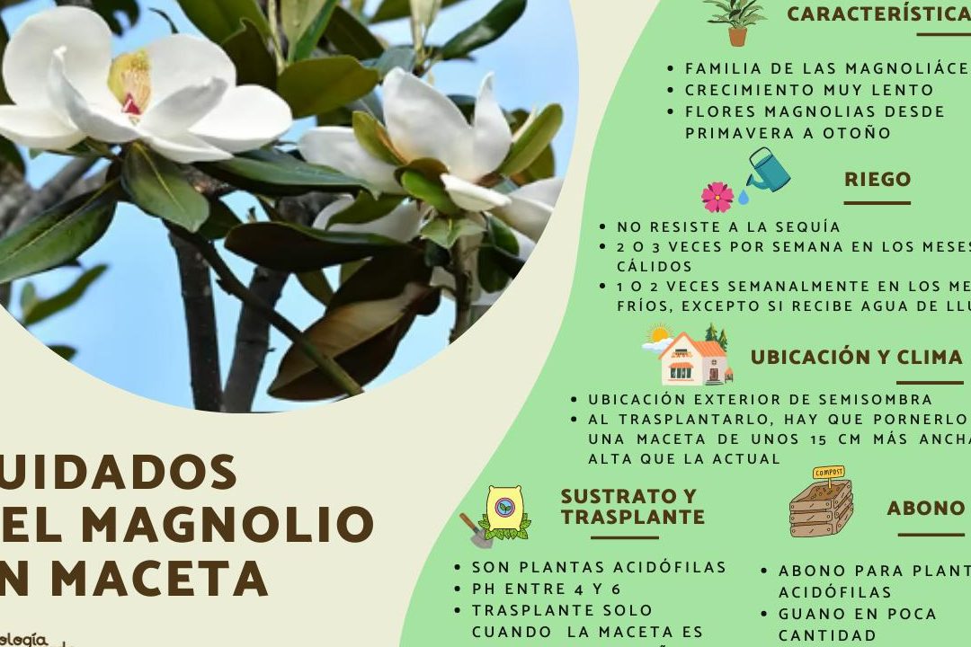 guia completa sobre el magnolia en maceta cuidados y consejos