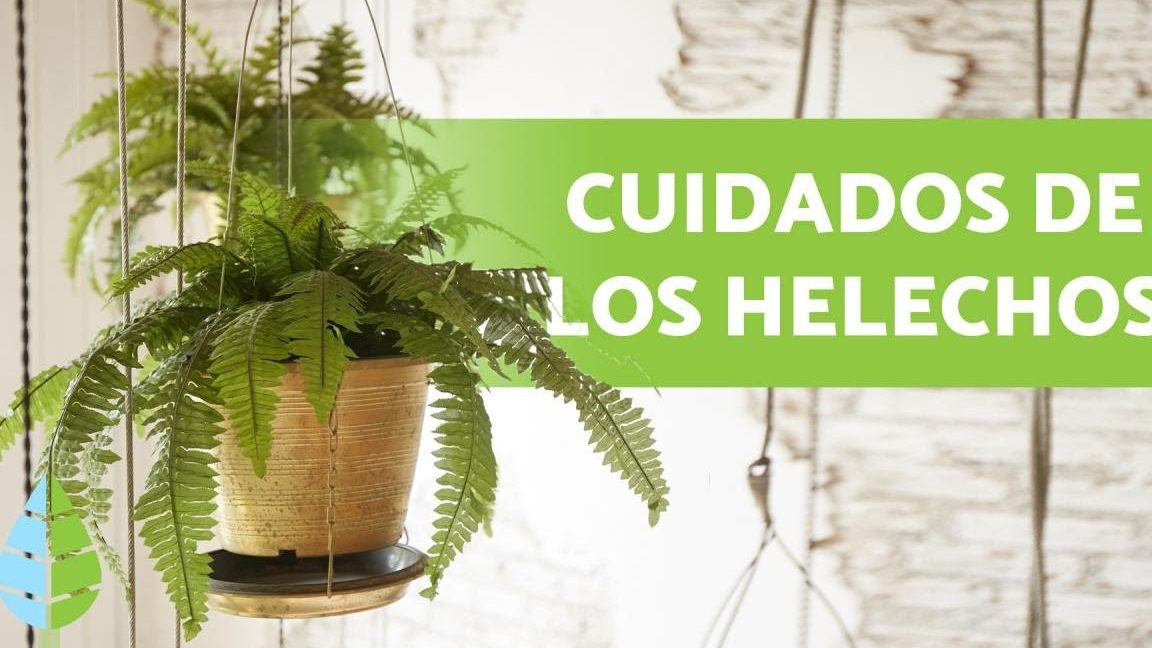 guia completa sobre helechos variedades 10 tipos de helecho unicos