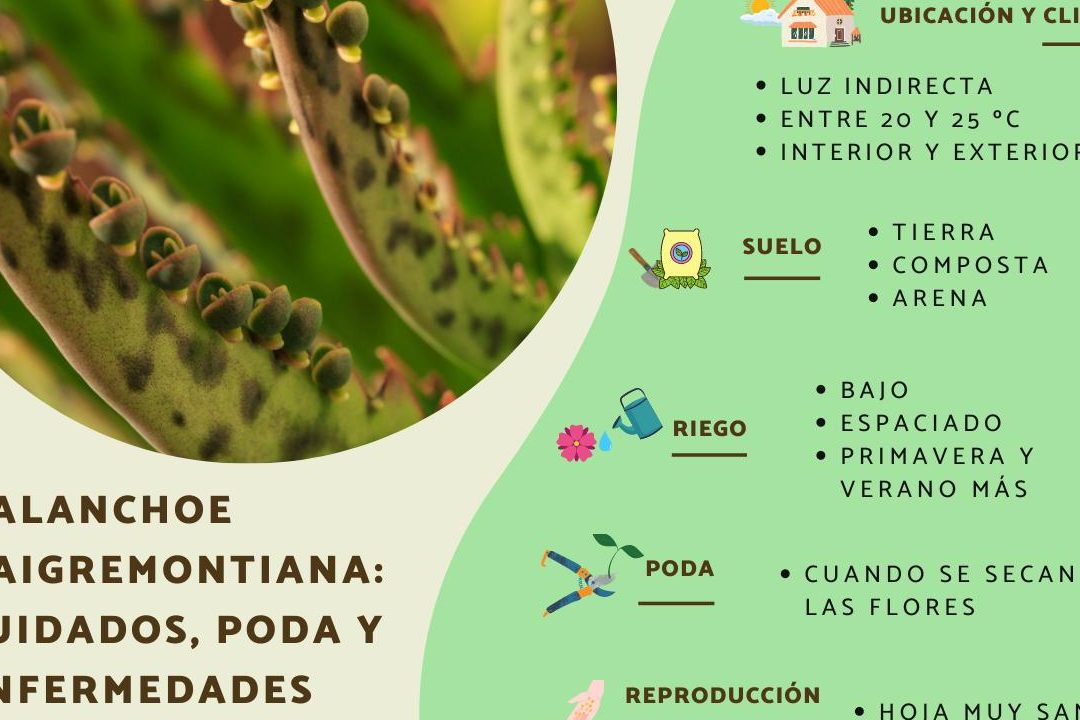 guia completa sobre kalanchoe daigremontiana poda cuidados y mas
