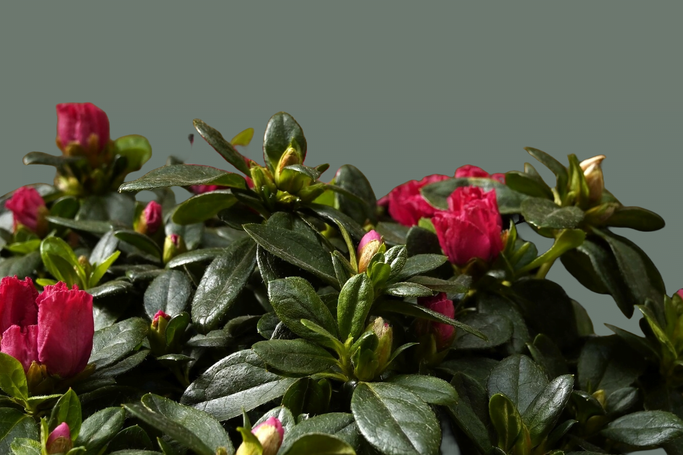 guia completa sobre la floracion azalea secretos y consejos