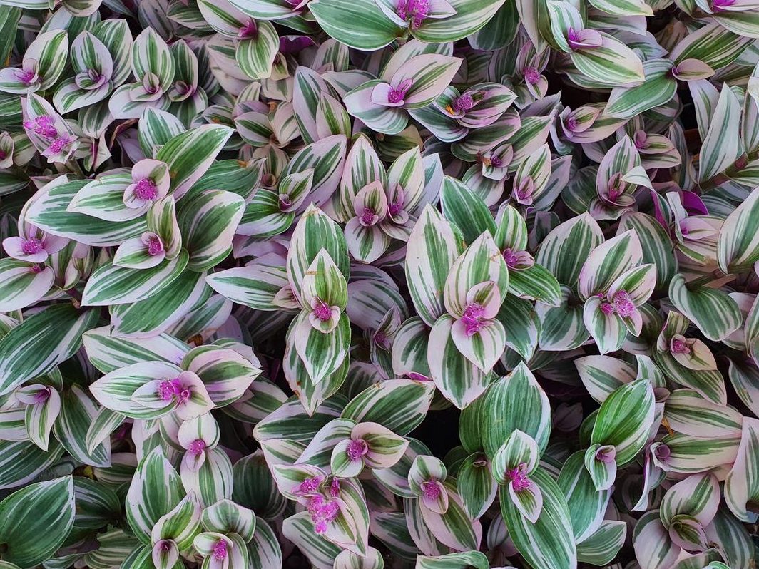 guia completa sobre la planta amor de hombre cuidados y cultivacion