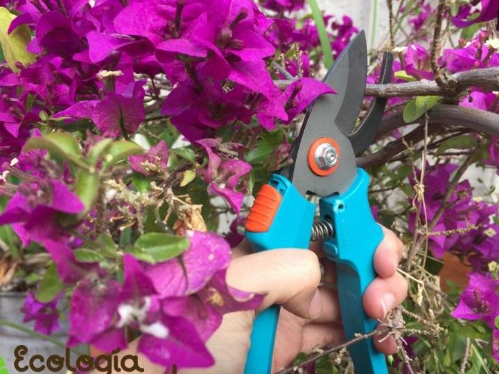 guia completa sobre la poda de buganvilla en maceta cuando y como hacerlo