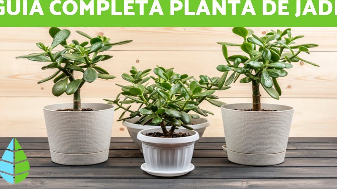 guia completa sobre planta de jade cuidados y mas