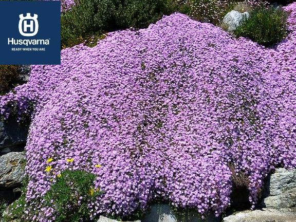 guia completa sobre plantas tapizantes perennes resistentes y su cuidado
