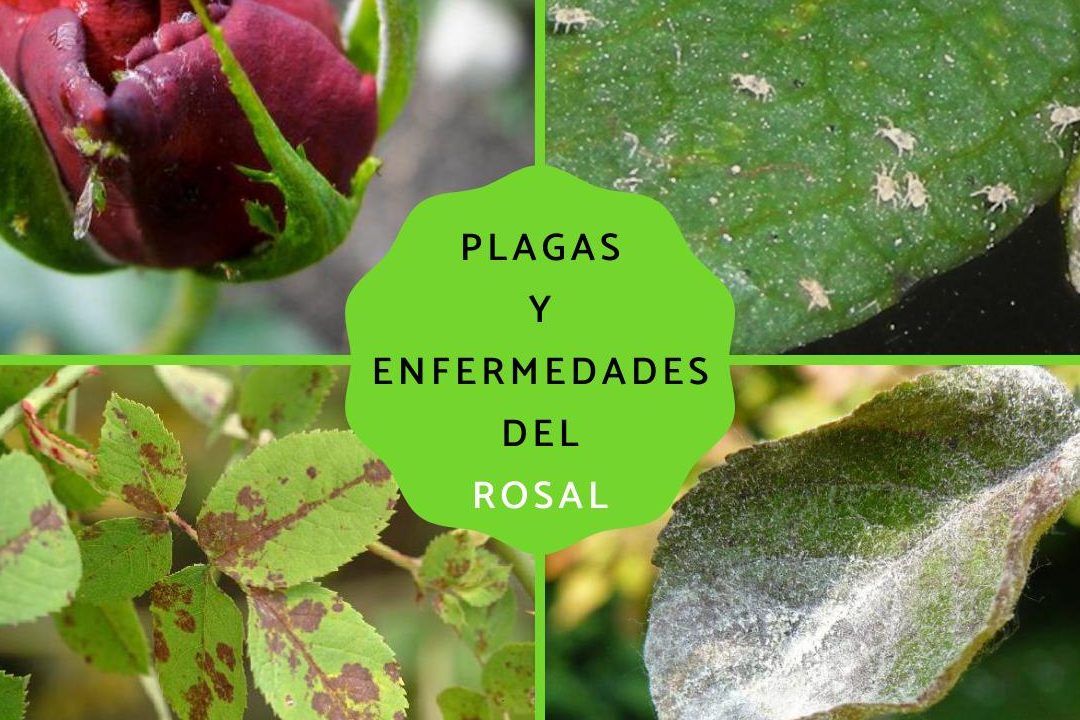 guia completa sobre rosales enfermedades y tratamientos efectivos