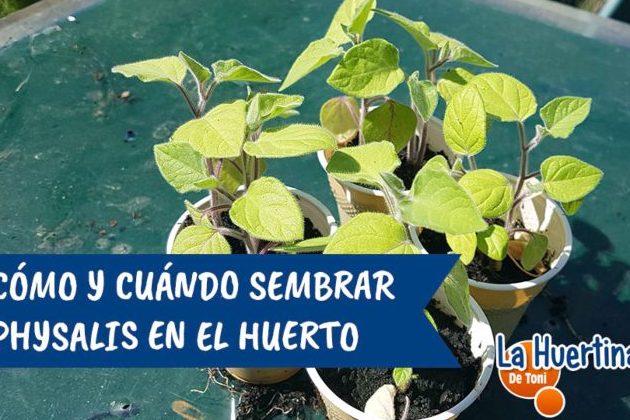 guia completa sobrecuando trasplantar pimientosy cultivo