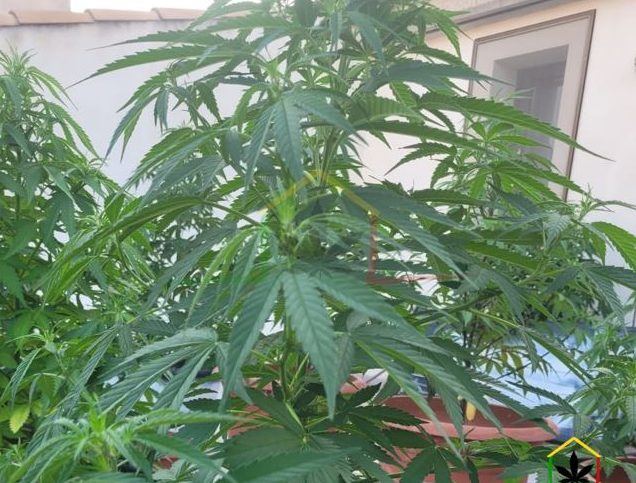 guia completa sobreque sembrar en septiembre hemisferio norte plantar en septiembre exterior y en maceta