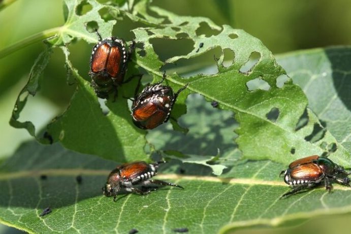 guia definitiva sobre coleopteros pequenos tipos y ejemplos fascinantes