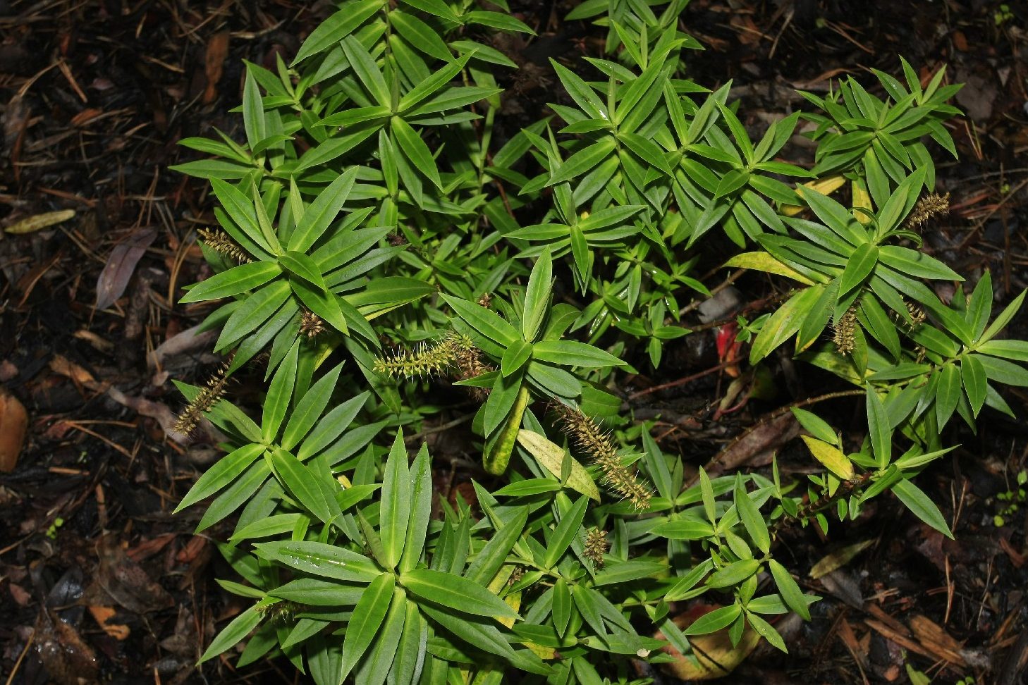 guia esencial sobre veronica planta cuidados y caracteristicas