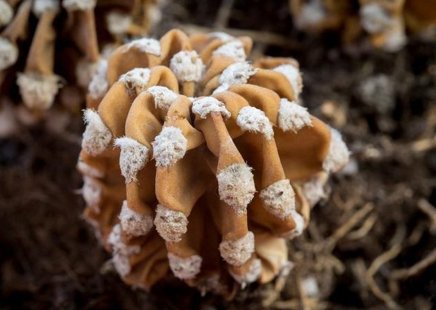 guia practica para revivir cactus que les sucede