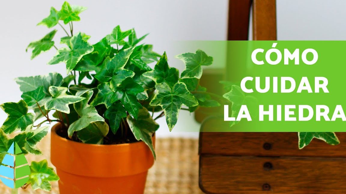 hiedra en jardinera guia sobre su cultivo en maceta y cuidados