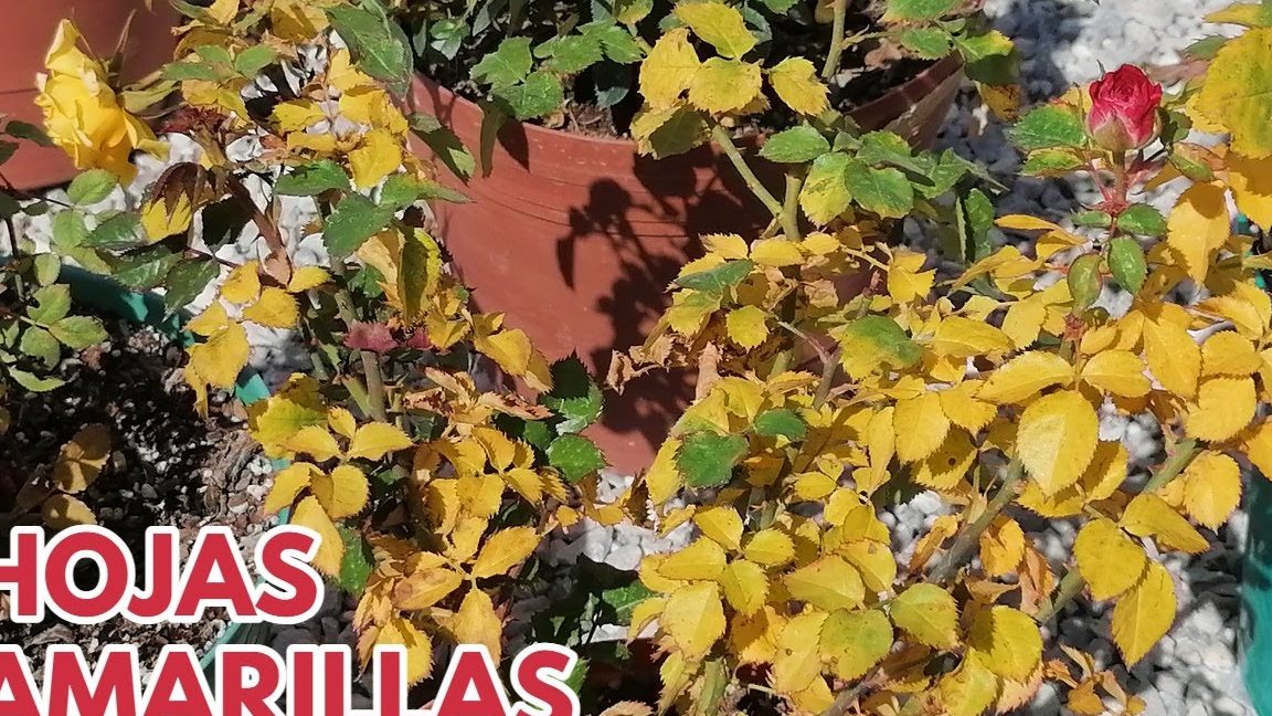 hojas amarillas rosal por que se ponen amarillas las hojas del rosal y su cuidado