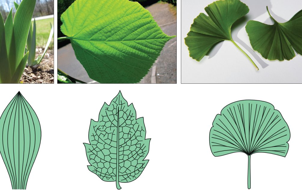 hojas compuestas tipos ejemplos y comparacion con hojas simples