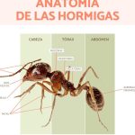 hormigas patas descubre las partes de una hormiga para ninos