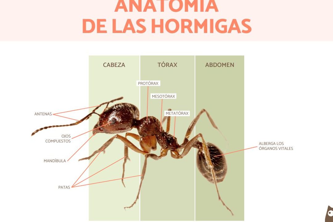 hormigas patas descubre las partes de una hormiga para ninos