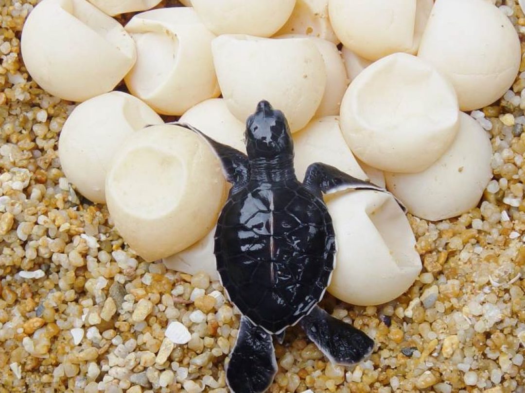 huevos de tortuga marina cuantos huevos pone una tortuga