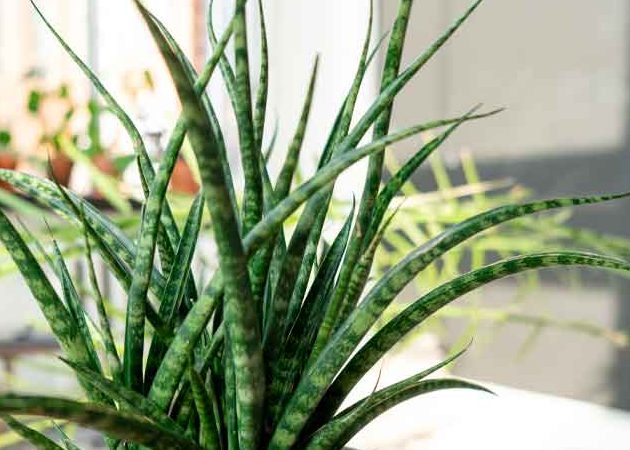 impresionantes tipos de sansevieria variedades y cuidados