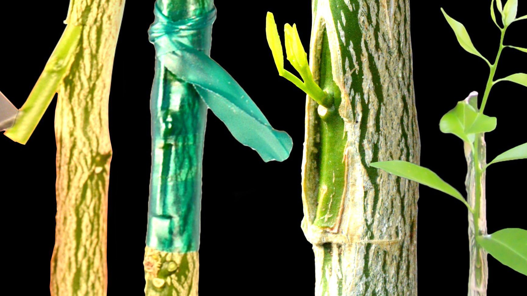 injerto de naranjos en que mes se injertan los naranjos