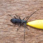 insecto que roe la madera bichos que se comen la madera y su impacto