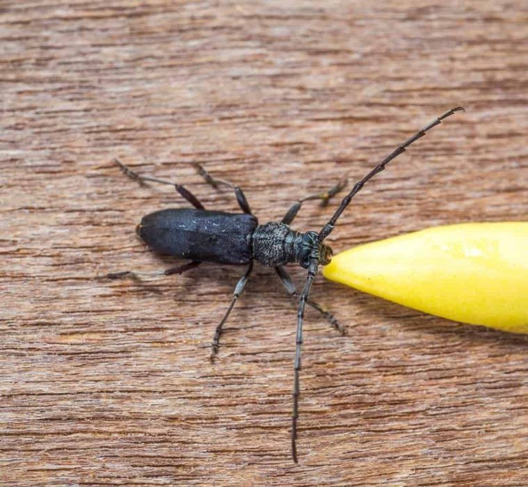 insecto que roe la madera bichos que se comen la madera y su impacto