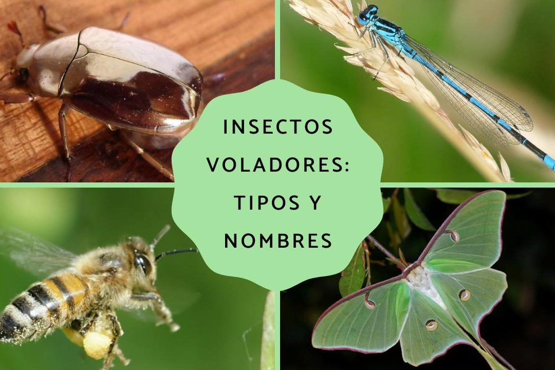insectos con alas caracteristicas y tipos de insectos voladores grandes y pequenos