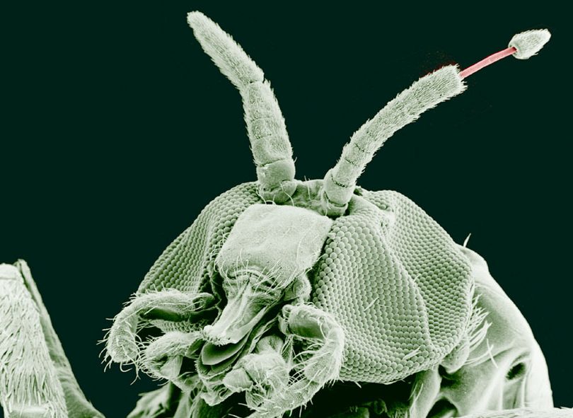 insectos con o taxonomia insecto con o y tipos de insectos