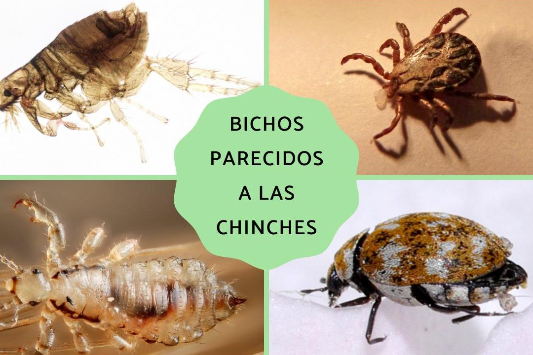 insectos parecidos a las chinches bichos que confunden a muchos
