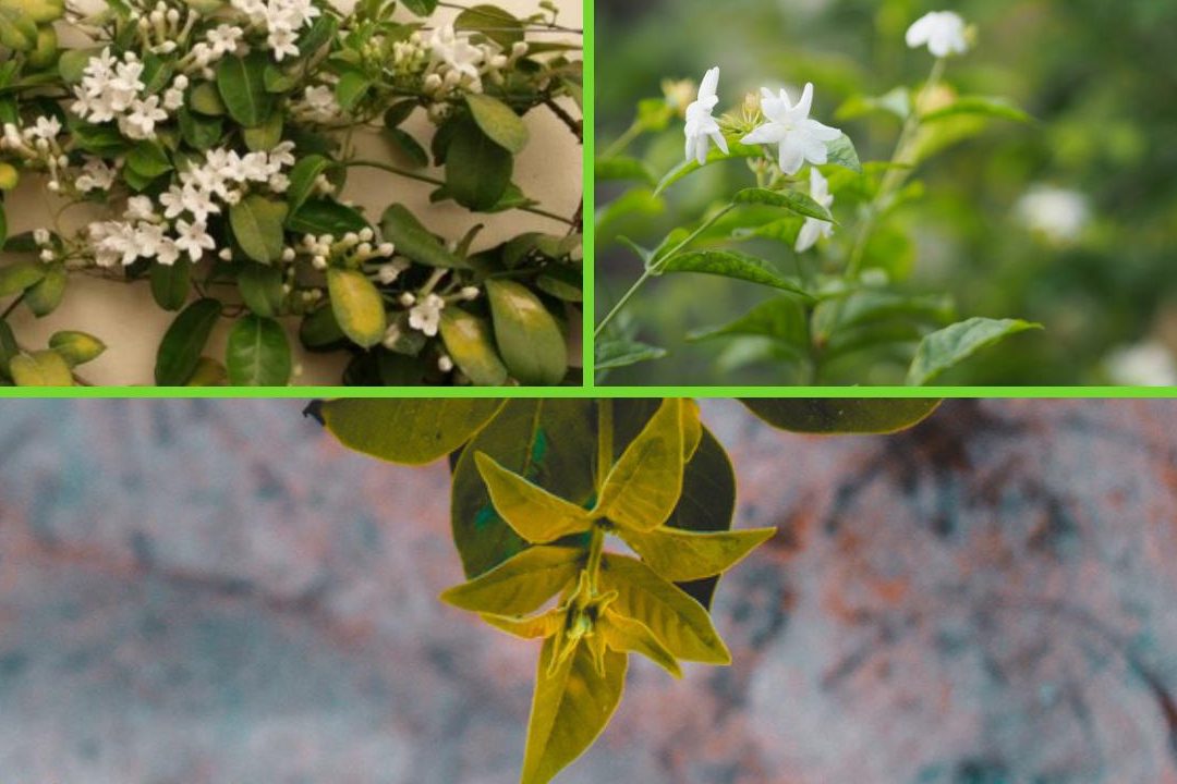 jazmin hojas marrones secas y jazmin de madagascar hojas amarillas causas y soluciones