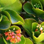 kalanchoe thyrsiflora reproduccion cuidados y flores